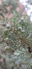 Juniperus seravschanica