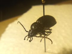 Carabus monticola
