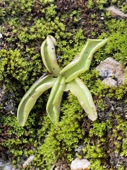 Pinguicula alpina