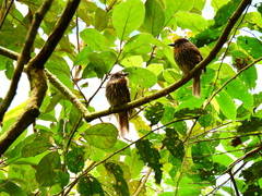 Malacoptila fulvogularis