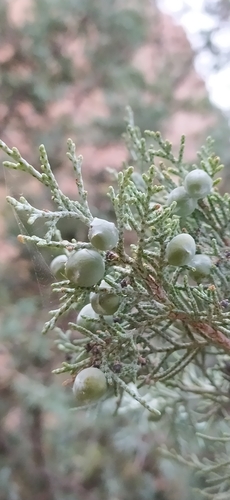 Image of Juniperus seravschanica by no rights reserved