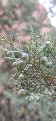 Juniperus seravschanica