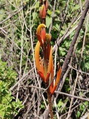 Erythrina leptorhiza