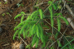 Picea morrisonicola