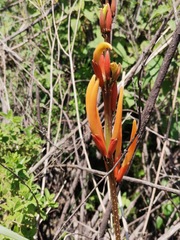 Erythrina leptorhiza