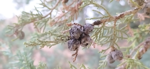 Image of Juniperus seravschanica by no rights reserved