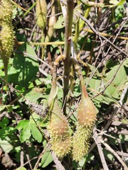 Erythrina leptorhiza