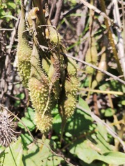 Erythrina leptorhiza