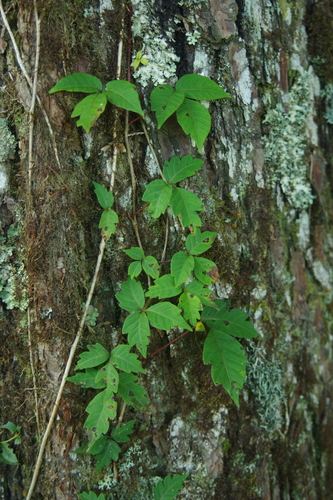 Image of Asian Poison Ivy (Toxicodendron orientale) by (c) Cheng-Te Hsu, some rights reserved (CC BY)