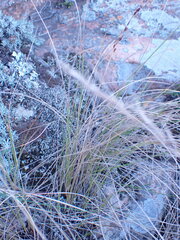 Coleochloa setifera
