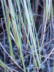 Coleochloa setifera