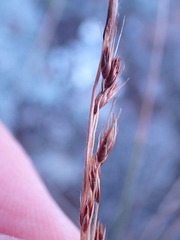 Coleochloa setifera