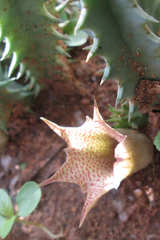 Huernia longituba