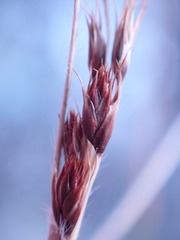 Coleochloa setifera