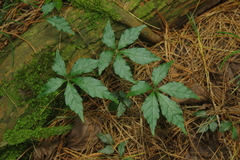 Tetrastigma obtectum glabrum