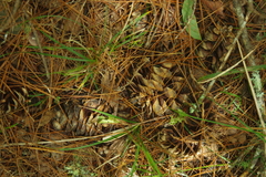 Pinus armandi