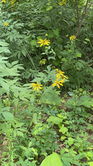 Rudbeckia laciniata