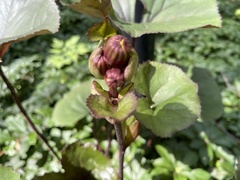 Petasites japonicus