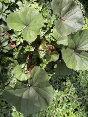 Petasites japonicus