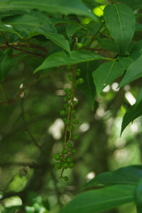 Stachyurus himalaicus