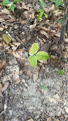 Toxicodendron radicans