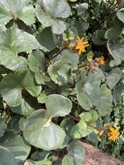 Petasites japonicus