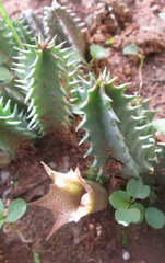 Huernia longituba