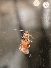 Argyrotaenia kimballi