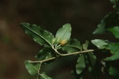 Elaeagnaceae