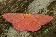 Eumelea rosalia