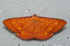 Eumelea rosalia