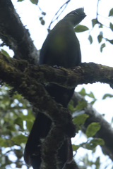 Tauraco corythaix phoebus