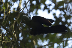 Tauraco corythaix phoebus