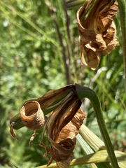 Lilium monadelphum