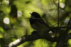 Batis capensis hollidayi