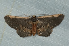 Abaciscus costimacula