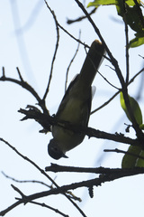 Phyllastrephus flavostriatus