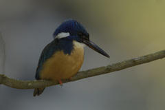 Alcedo semitorquata