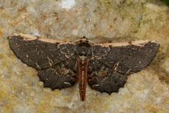 Abaciscus costimacula