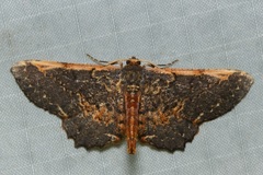 Abaciscus costimacula