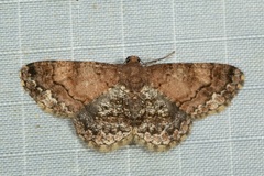 Abaciscus tristis