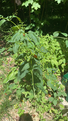 Scrophularia marilandica