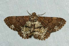 Abaciscus tristis