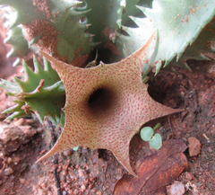 Huernia longituba