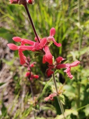 Stachys coccinea