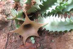 Huernia longituba