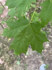 Acer saccharum
