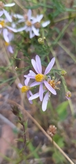 Galatella angustissima