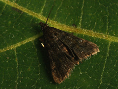 Heliothela wulfeniana