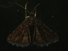 Heliothela wulfeniana